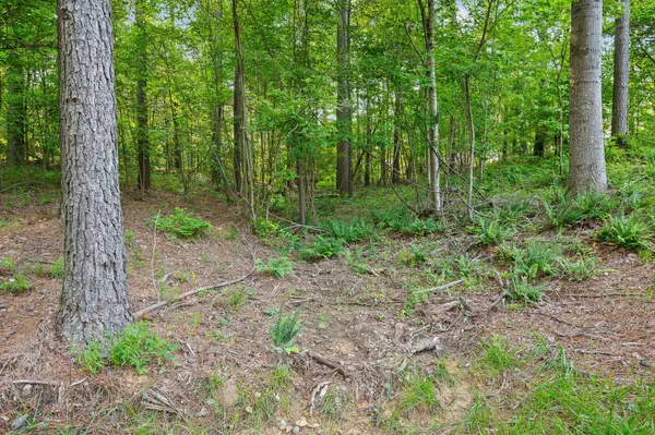 Guild, TN 37340,0 Split Rail WAY