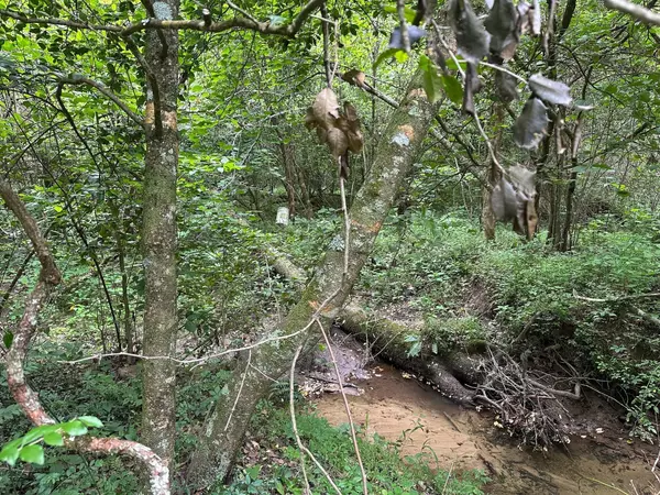 Gruetli Laager, TN 37339,10 Sr 108