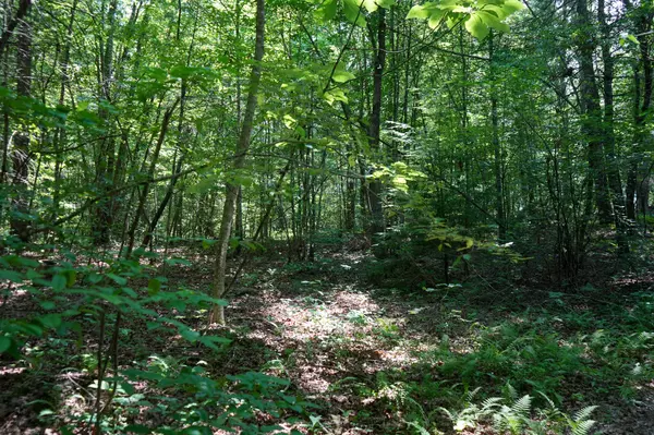 Deer Lodge, TN 37726,0 Hemlock Bluff WAY