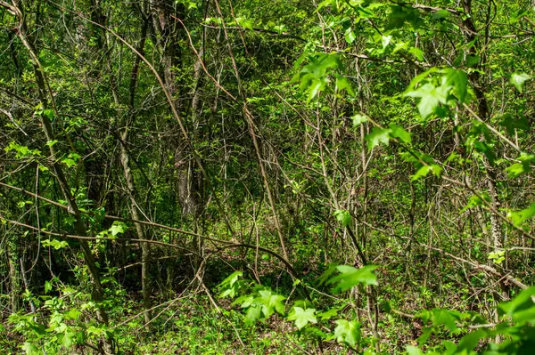 Hillsboro, TN 37342,12 Newt Vanattia RD