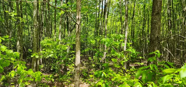 Monteagle, TN 37356,0 Tootley Campbell RD