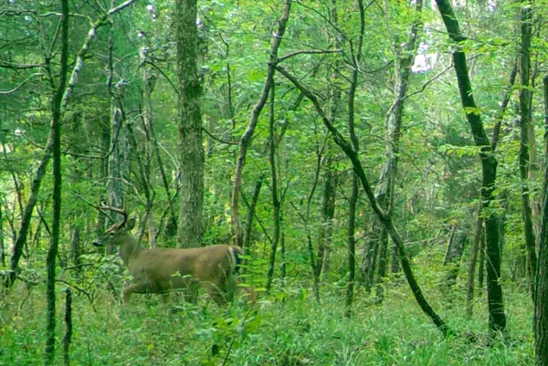 Lafayette, GA 30728,3688 Straight Gut RD