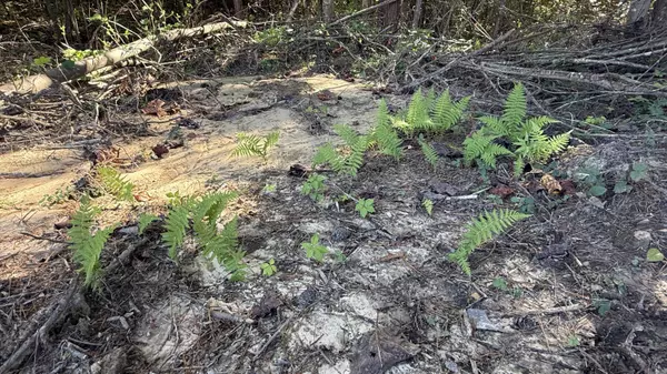 Palmer, TN 37365,00 Owl Hollow RD