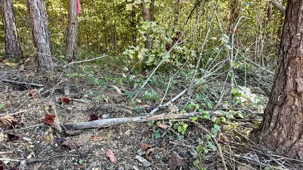 Palmer, TN 37365,00 Owl Hollow RD