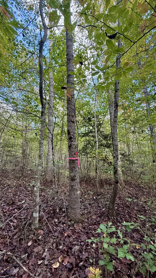 Palmer, TN 37365,0 Owl Hollow RD