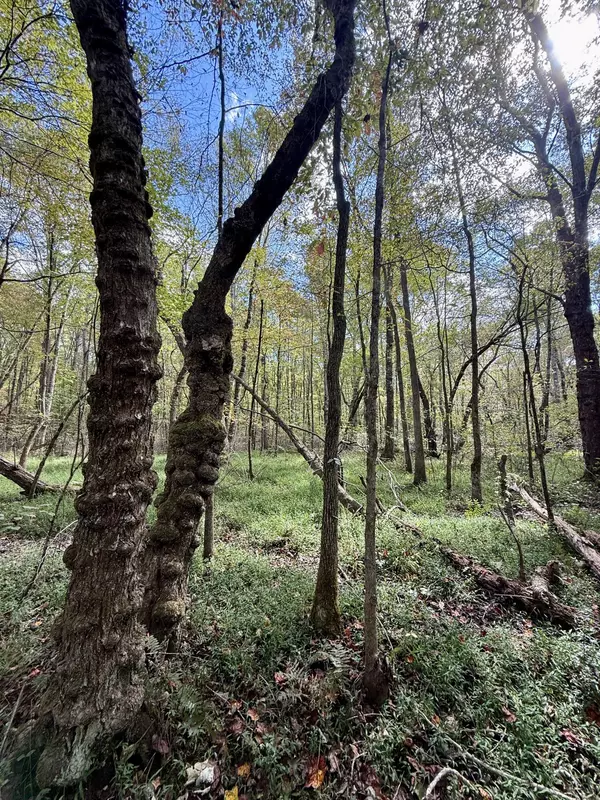 Gruetli Laager, TN 37339,00 Braden LN