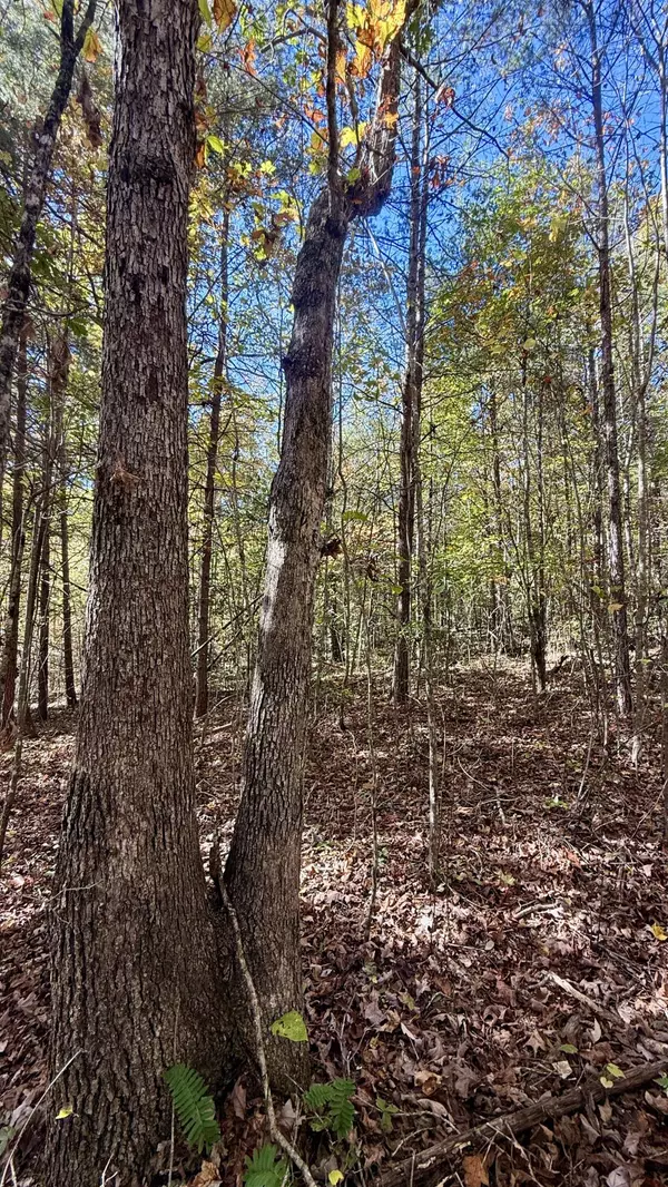 Palmer, TN 37365,0 Owl Hollow RD