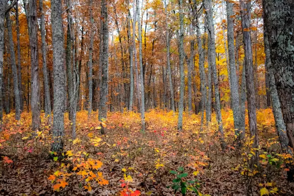 Signal Mountain, TN 37377,0 Clear Brooks DR