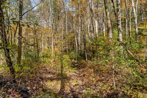 Tellico Plains, TN 37385,00 River Road