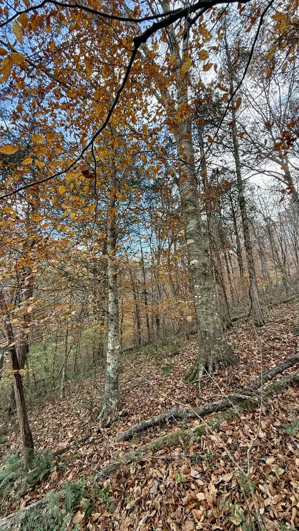 Sherwood, TN 37376,020 Sinking Cove RD