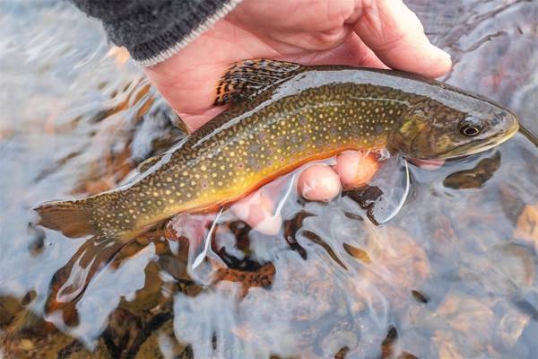 340 High River CT, Alma, CO 80420