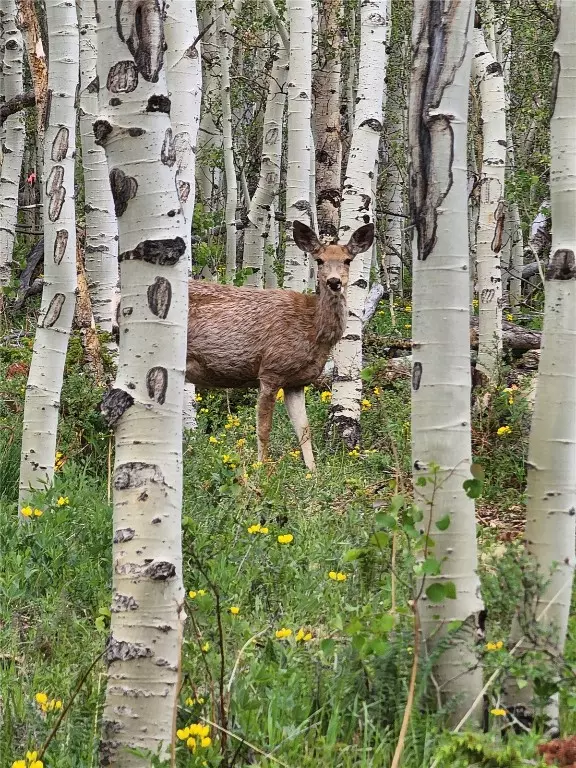 Jefferson, CO 80456,528 Glacier Peak View