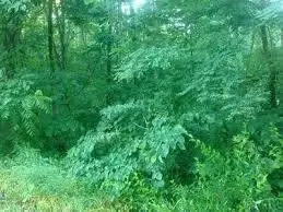 Corning, OH 43730,7345 County Road 13