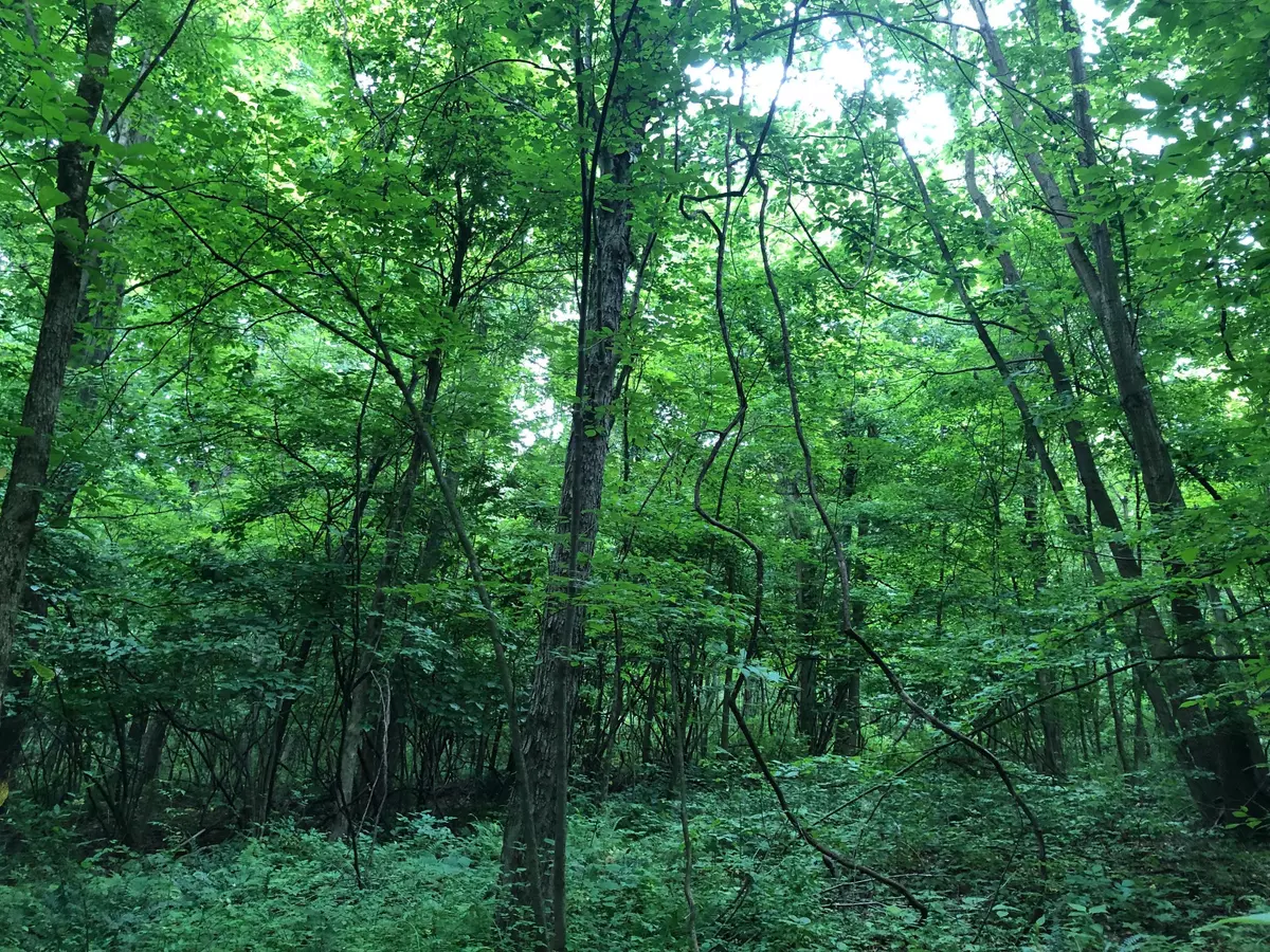 Adamsville, OH 43802,0 OH-93