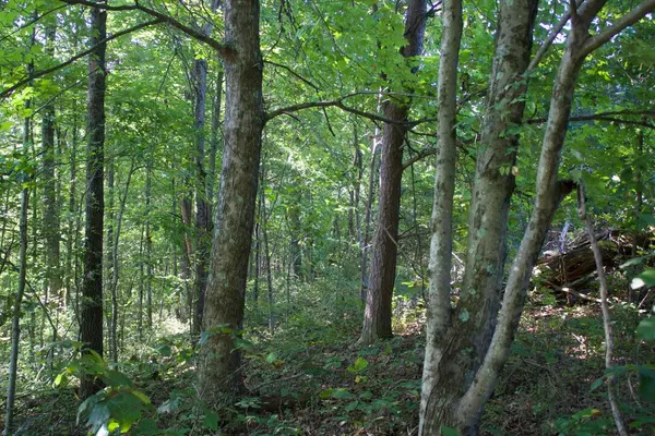 Cutler, OH 45724,8656 Federal Road