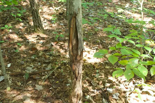 Cutler, OH 45724,8656 Federal Road