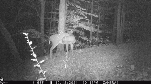 Chesterhill, OH 43728,0 Stutsman Lane