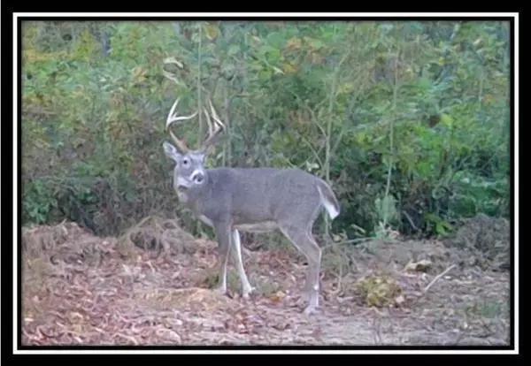 Gallipolis, OH 45631,0 Possum Trot Road Road #(Tract 4)