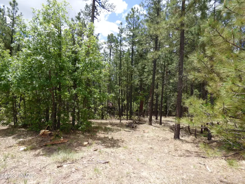 40 County Road 2067, Alpine, AZ 85920