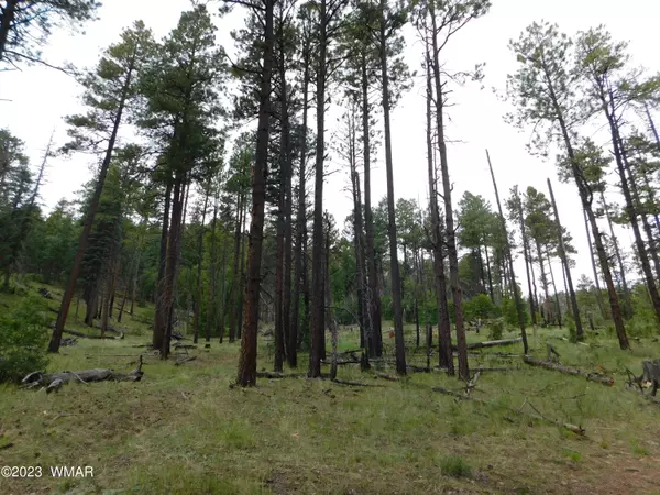 Alpine, AZ 85920,13 N2151