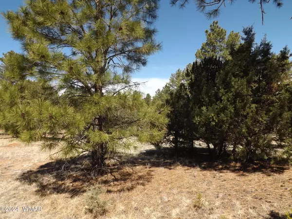 Overgaard, AZ 85933,2214 Forest Park Drive