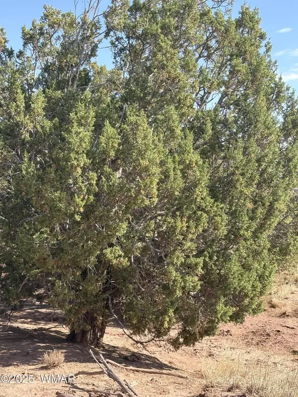 St. Johns, AZ 85936,57 Co Rd 7209