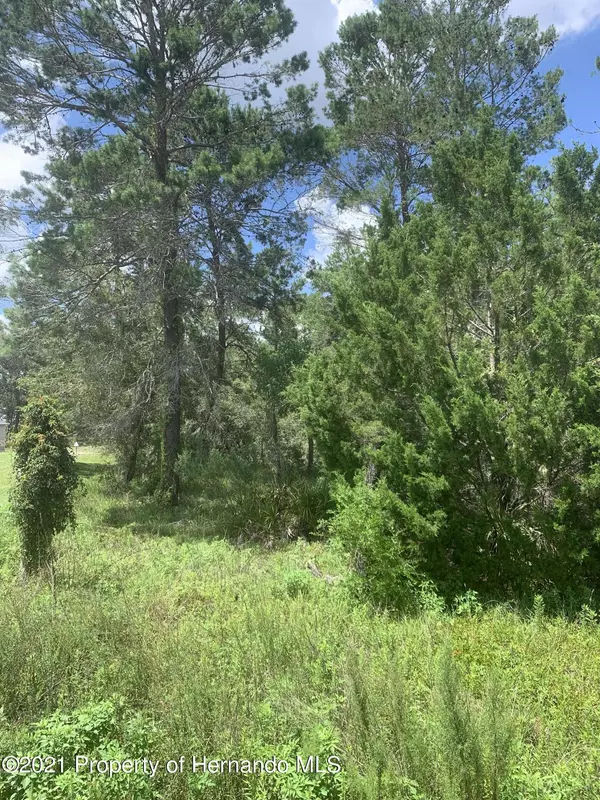 Weeki Wachee, FL 34613,Desert Sparrow