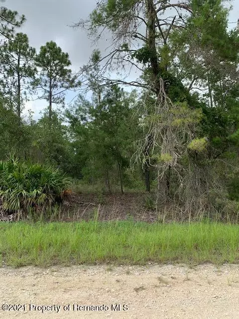 Weeki Wachee, FL 34614,Velvet Scoter