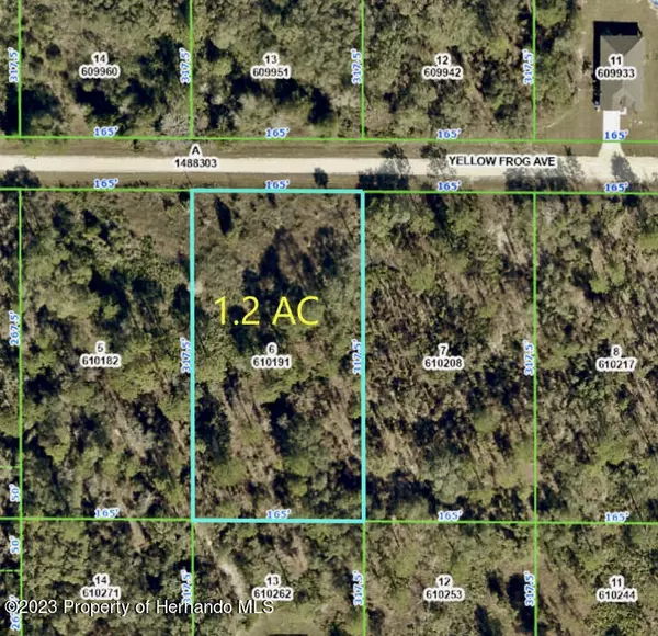 6 Yellow Frog, Weeki Wachee, FL 34614