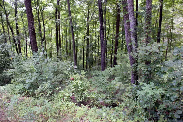 Monticello, KY 42633,Lot 80 Sandstone Point