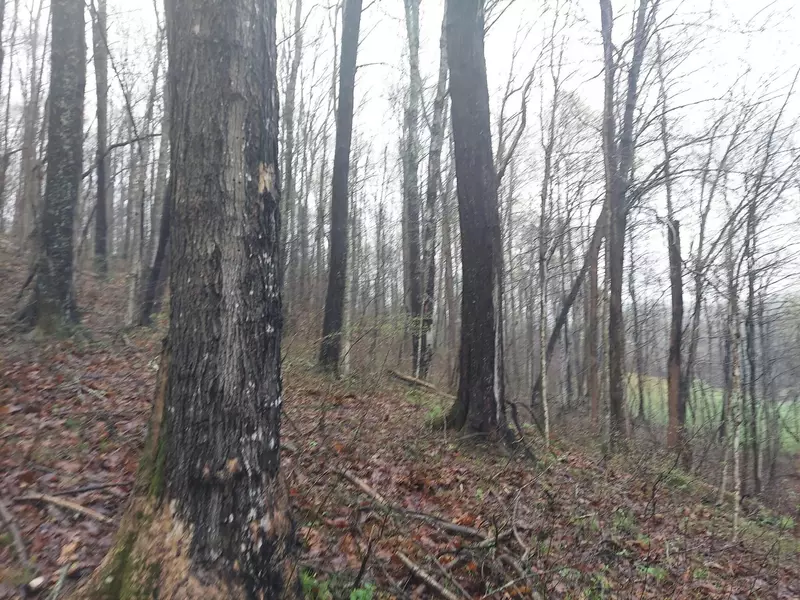 0 Leighton Road, Irvine, KY 40336