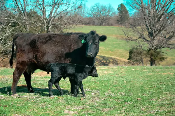 Galena, MO 65656,000 Falcon Drive