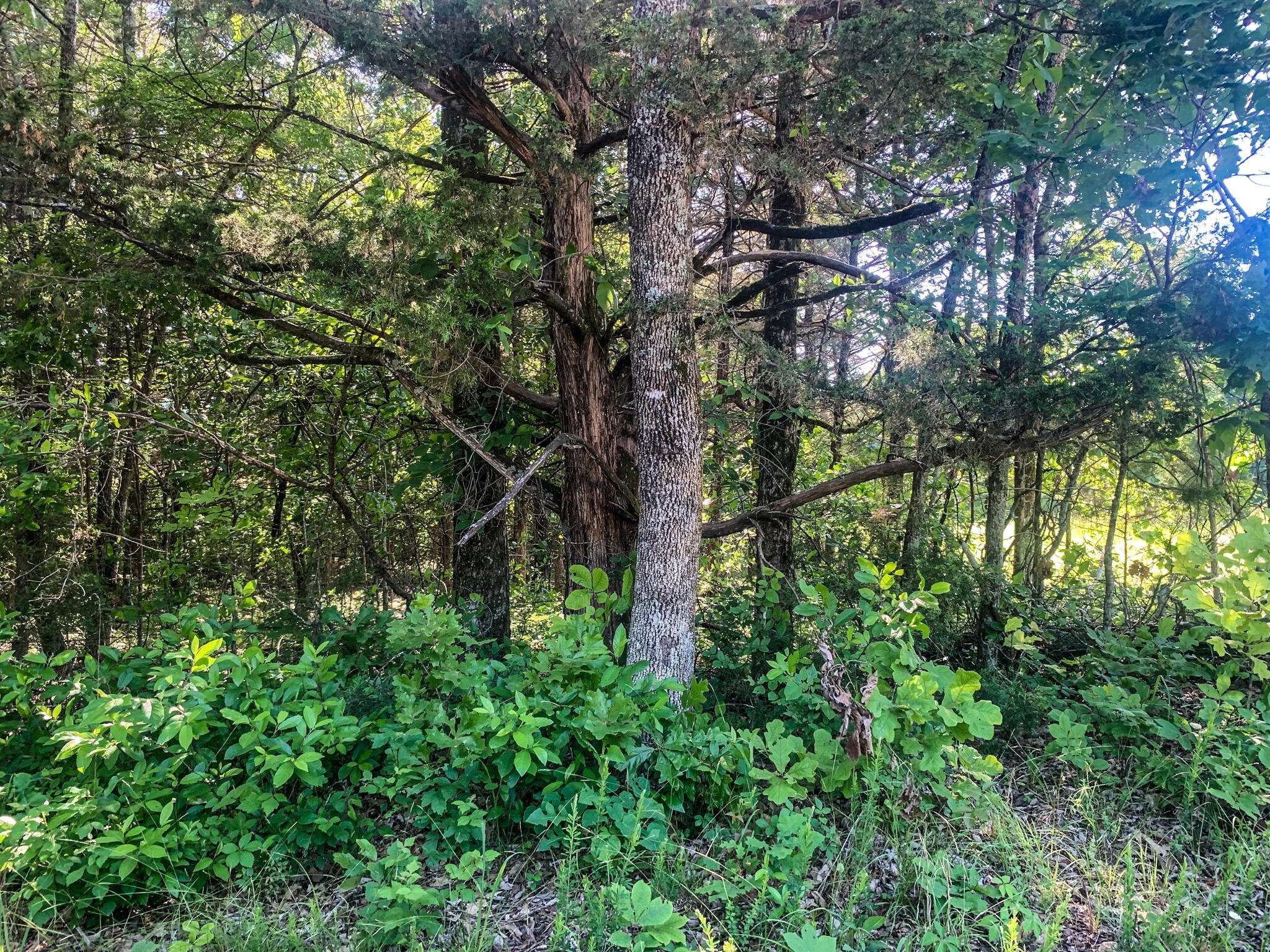 000 County Road 662, Theodosia, MO 65761
