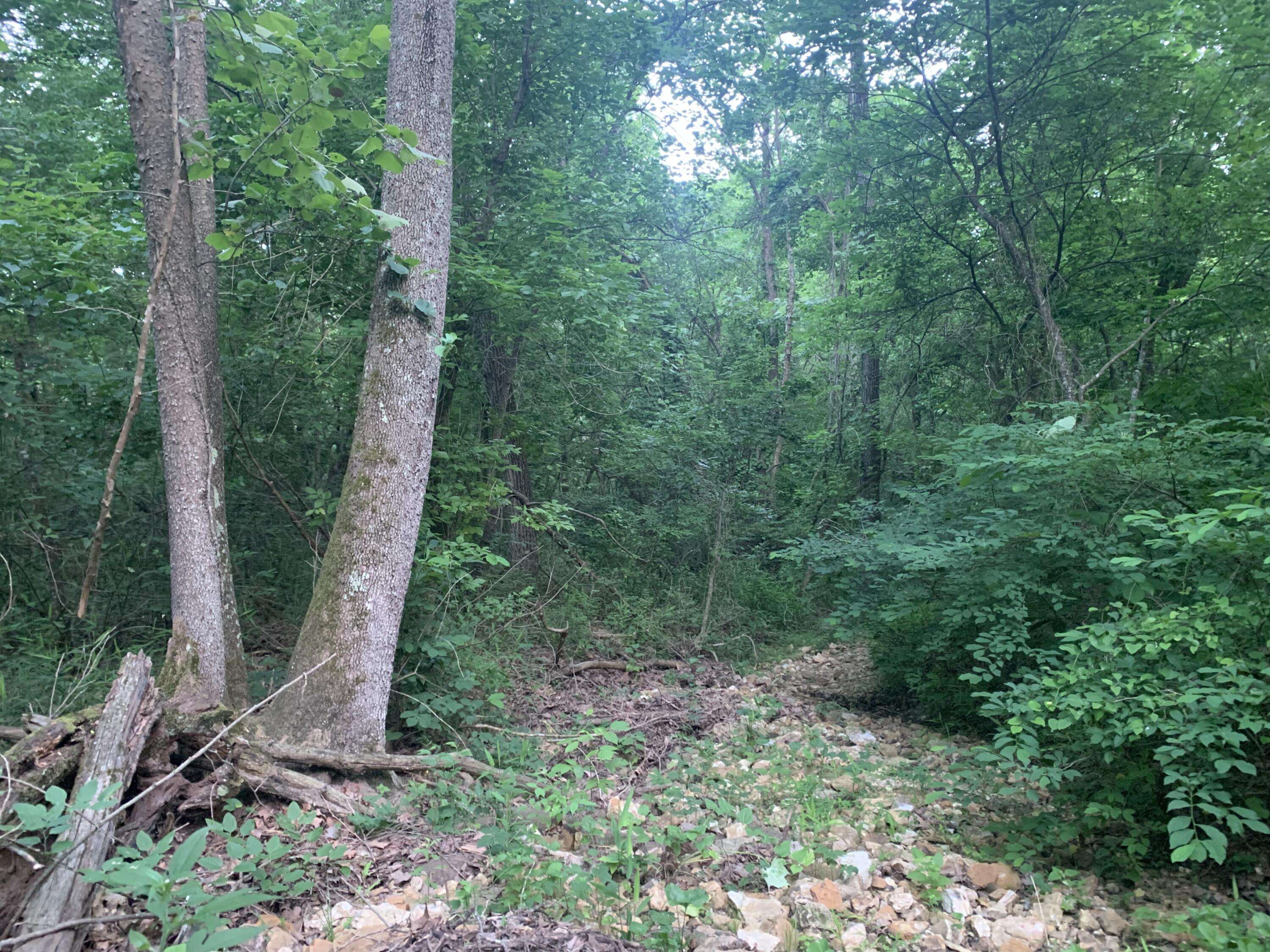 Caulfield, MO 65626,000 State Route Yy