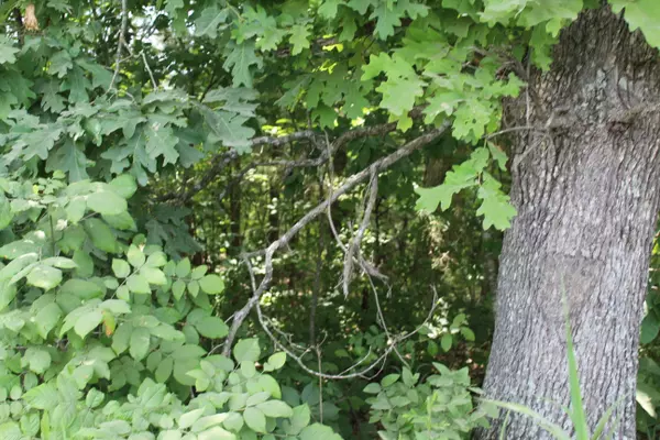 Dora, MO 65637,000 County Road 329