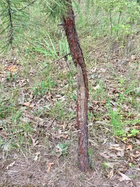 Birch Tree, MO 65438,000 County Road 632