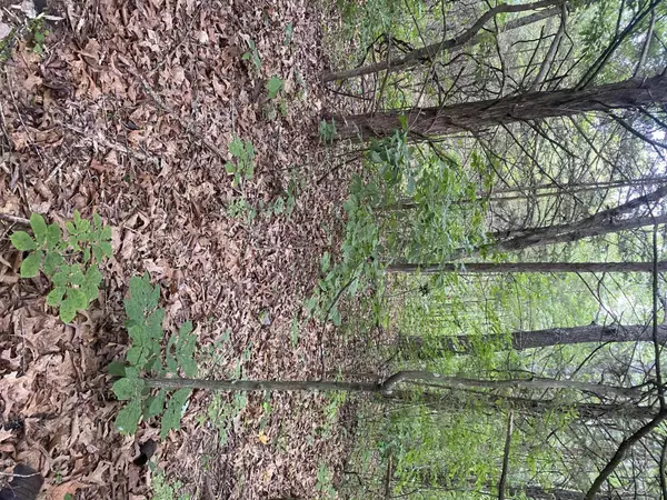 Shell Knob, MO 65747,Lot 79- Oak LN
