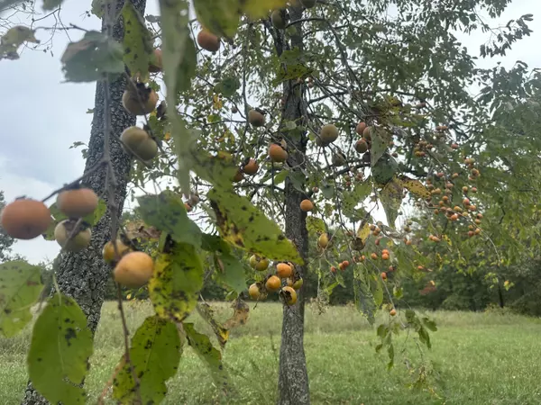 El Dorado Springs, MO 64744,4365 E 1074 RD