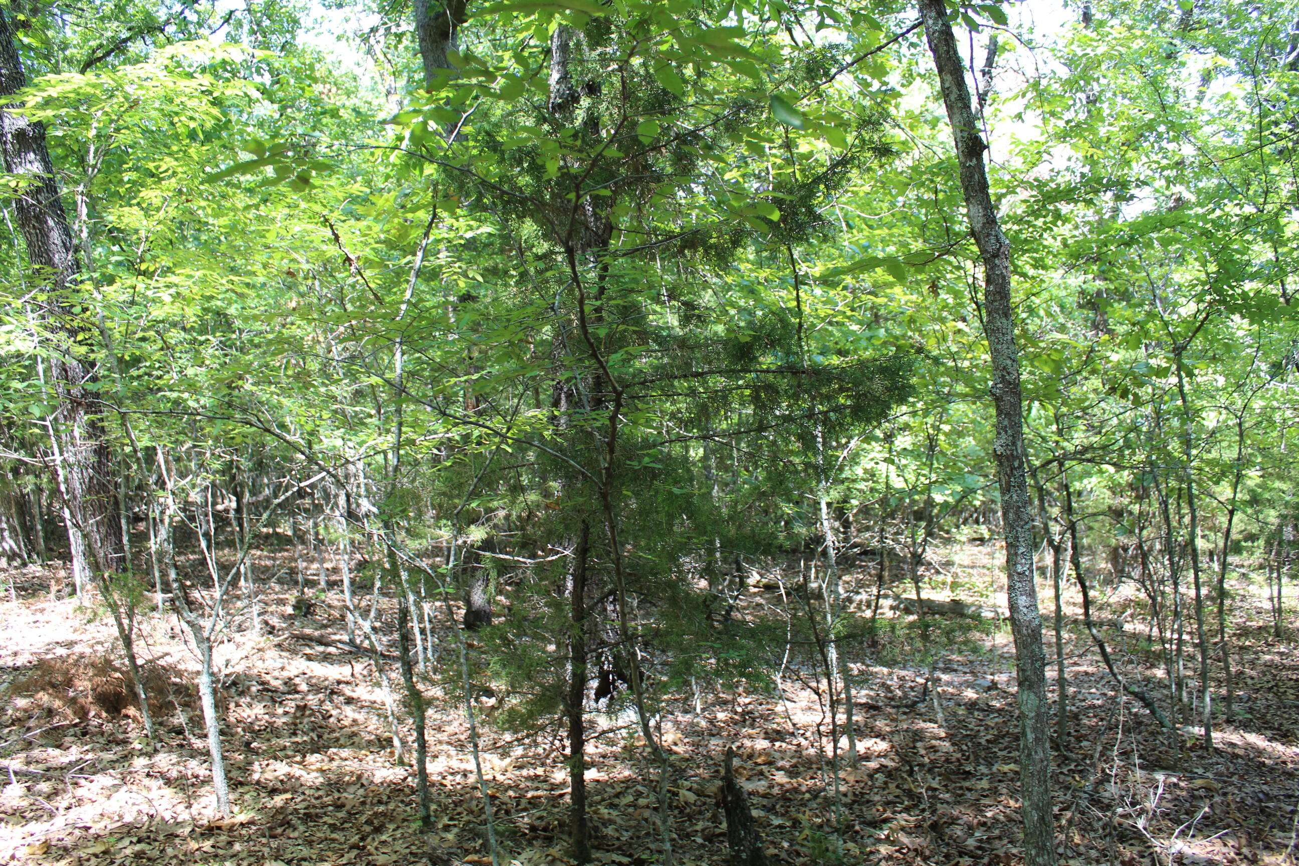 Protem, MO 65733,000 Lakeview CT #Lot 17