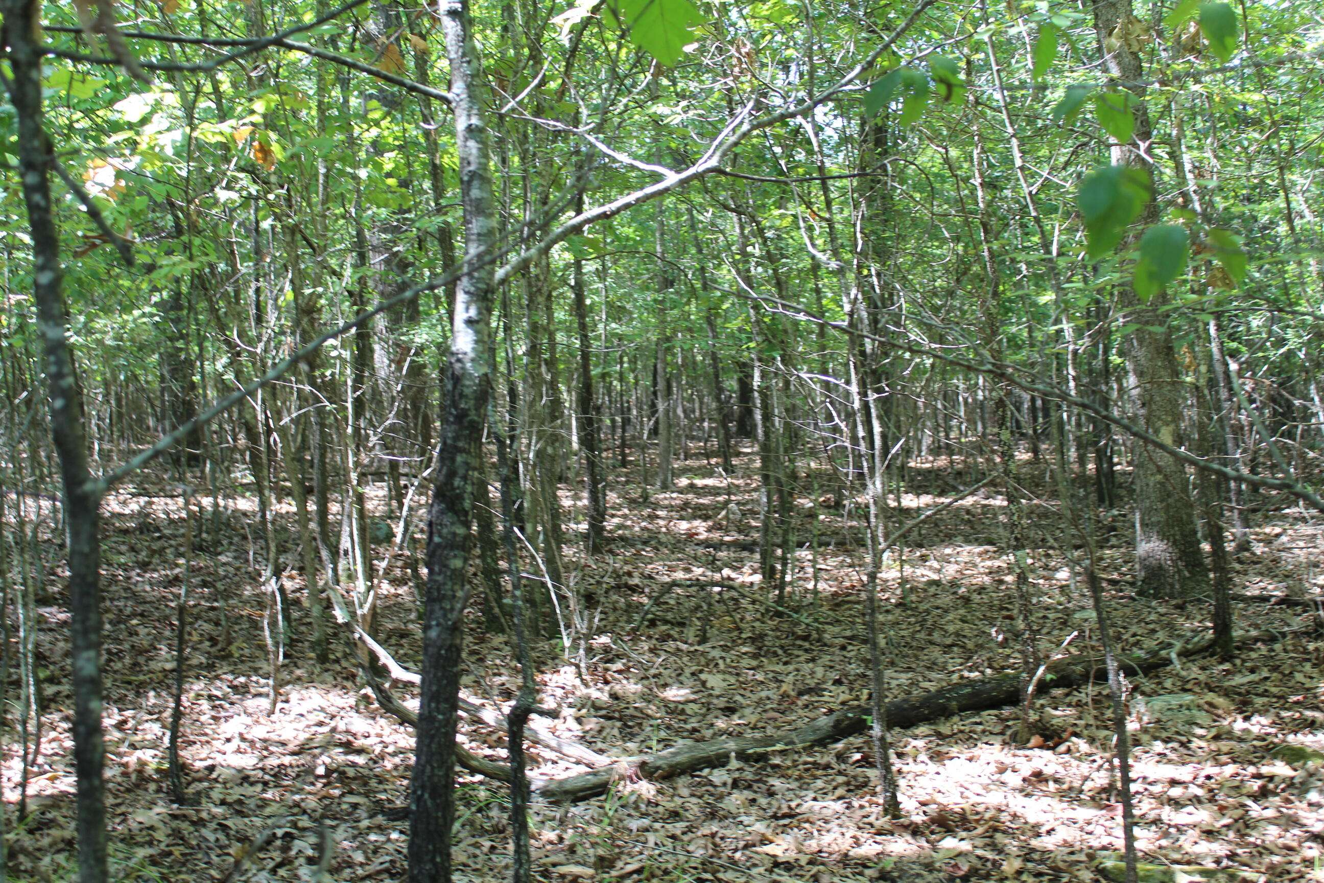 Protem, MO 65733,000 Lakeview CT #Lot 17