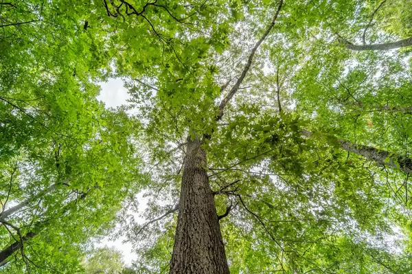 Hardy, AR 72542,000 Banks Road