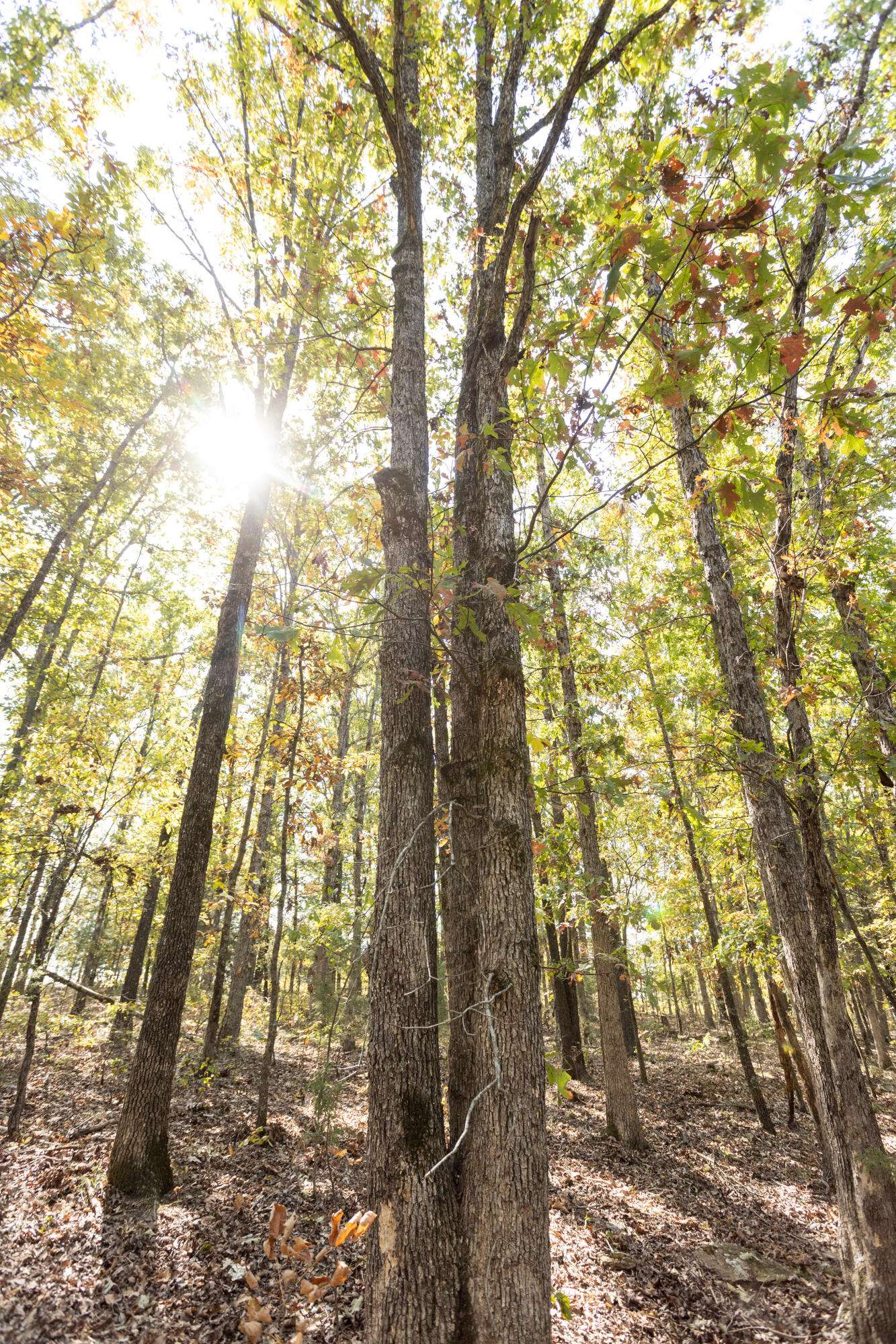 Gainesville, MO 65655,000 County Road 831