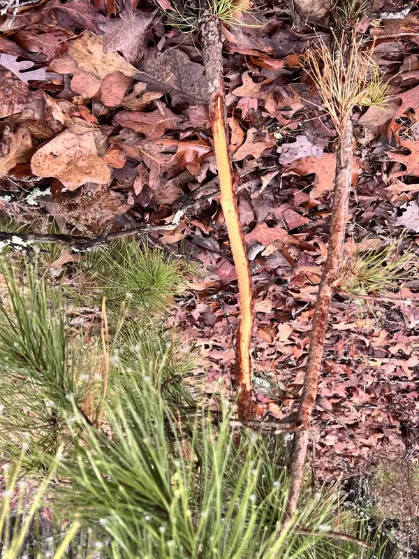 Licking, MO 65542,Tbd-3 Cadle Rd