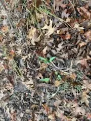 Merriam Woods, MO 65740,000 (Tbd) Mockingbird RD #Lots 3 & 4