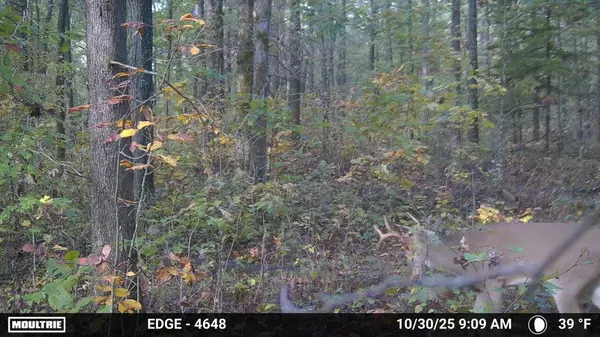 Fair Play, MO 65649,20476 E 1700 RD