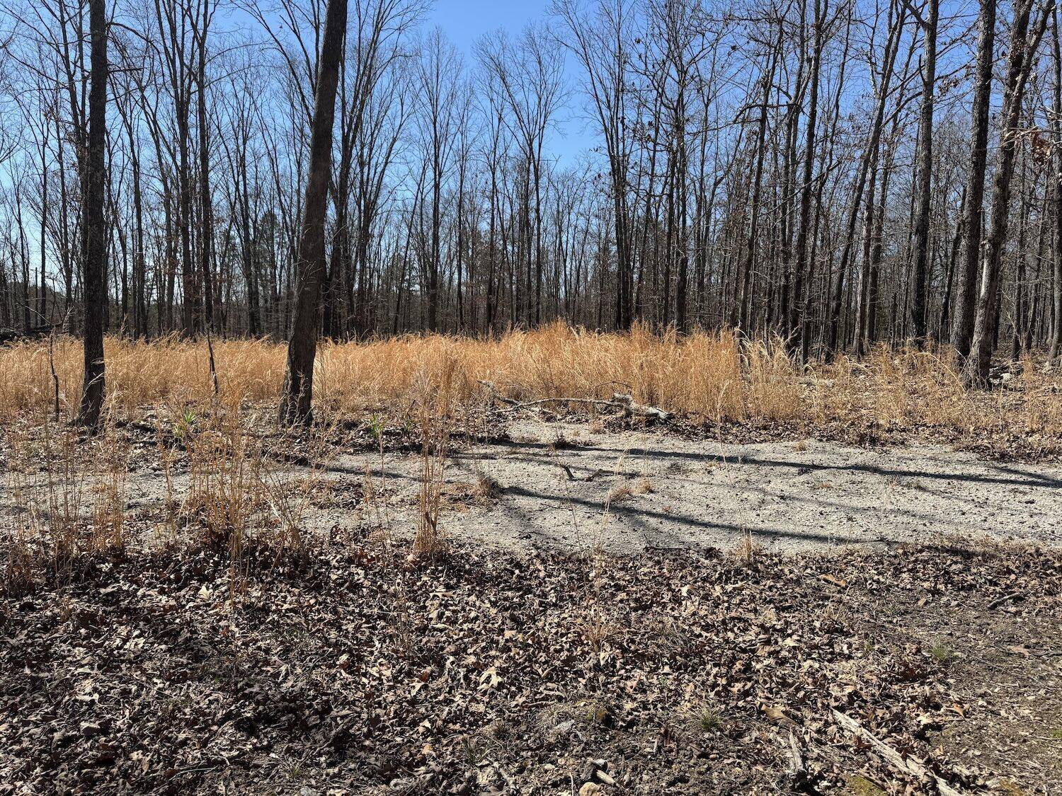 Birch Tree, MO 65438,Tbd County Road 486