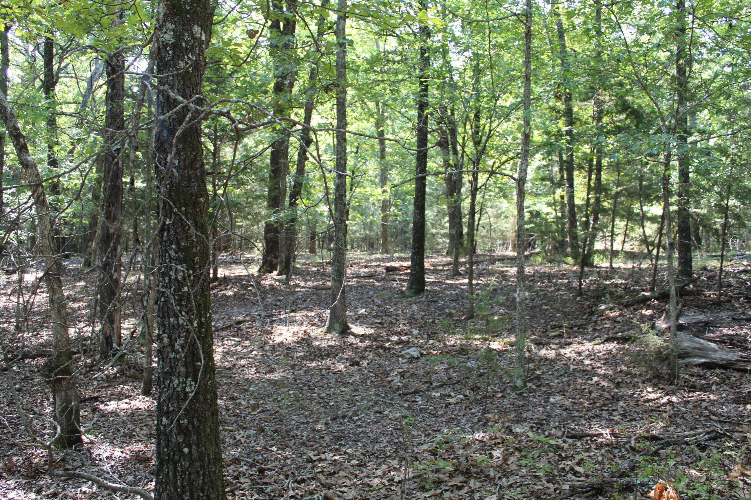 Protem, MO 65733,000 Lakeshore RD #Lot 41