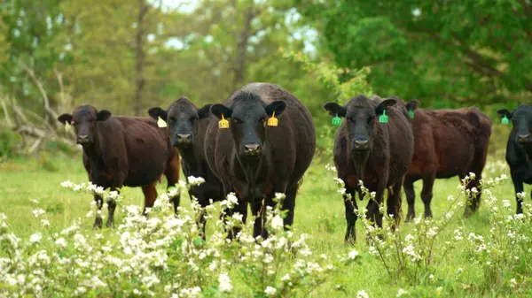 Falcon, MO 65470,11205 Claxton Rd RD