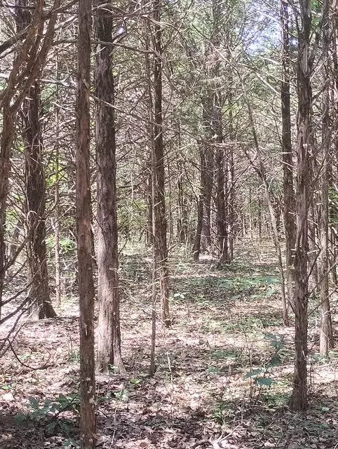 Protem, MO 65733,125 Blessing (Heritage Bend #11) WAY