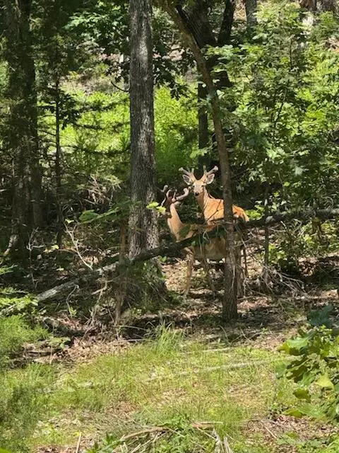 Gainesville, MO 65655,000 County Road 630 #Section C